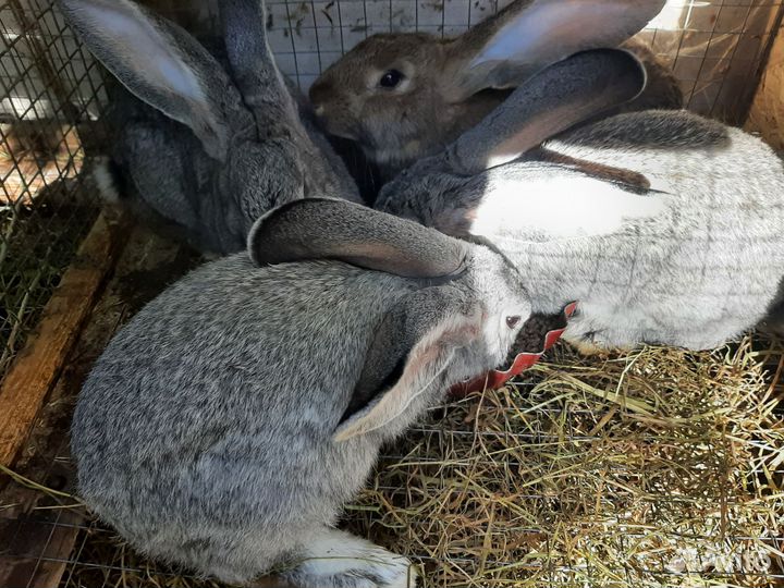 Кролики мясных пород