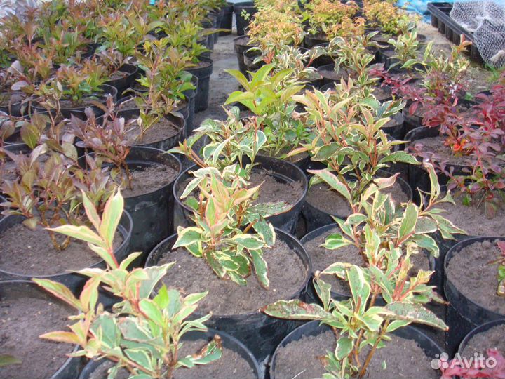 Многолетние растения