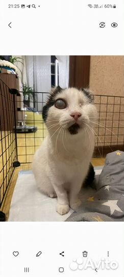 Кошечка в добрые руки