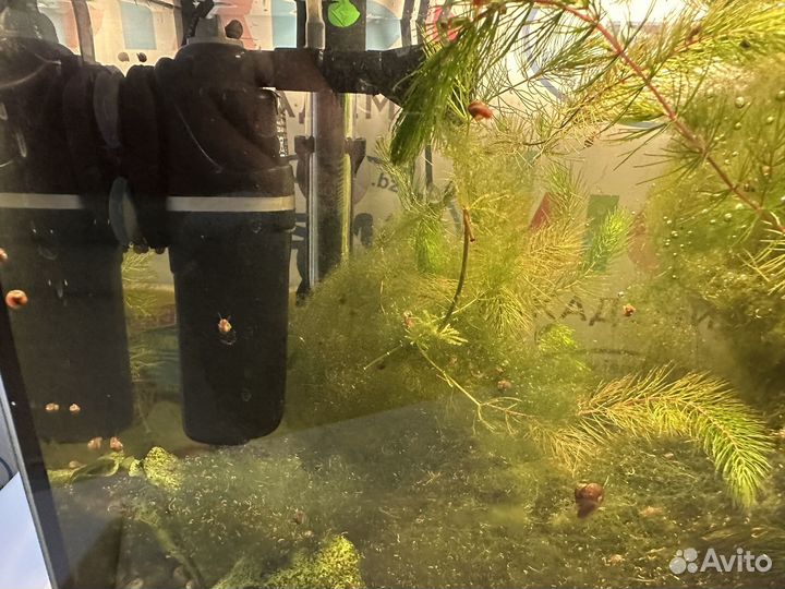 Продаю аквариум