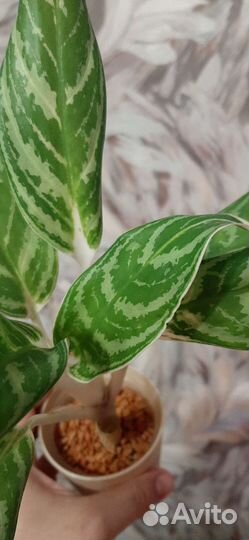 Аглаонема Ivy Green