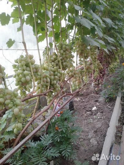 Саженцы и черенки винограда, саженцы жимолости