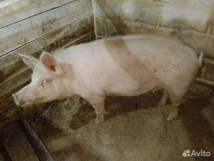 Свиноматка