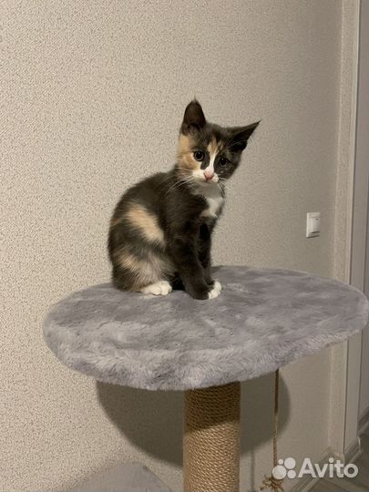 Кошка Мышка