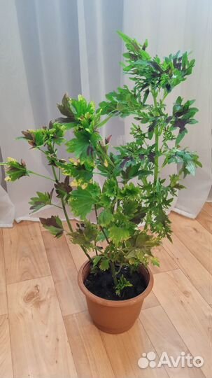 Цветы для души