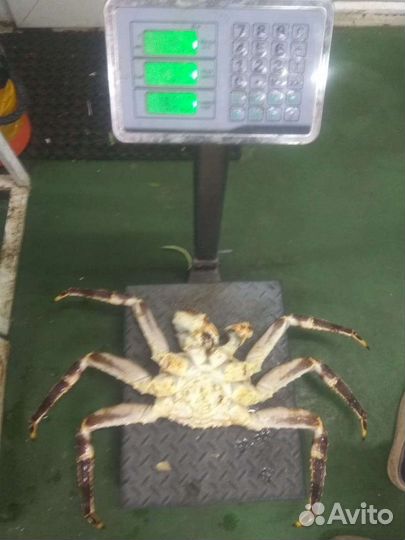 Живые Королевские Камчатские Крабы
