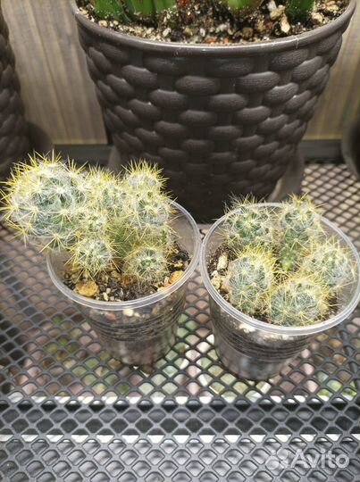 Хойи сортовые, кактусы, ластониевые