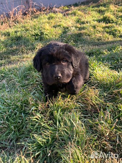 Помесь шарпей