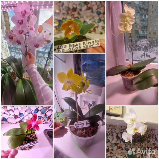 Орхидеи Мики сортовые и обычные