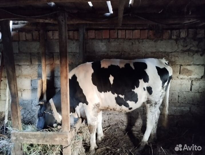 Корова стельная