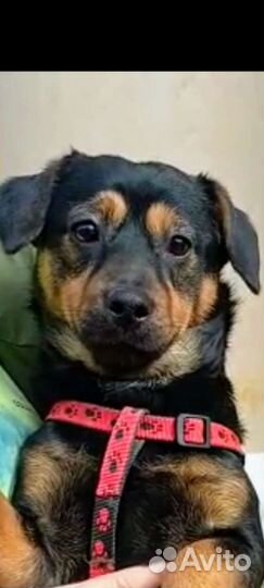 Мелкие собаки- пёс Кардинал и Бронислава-Броня