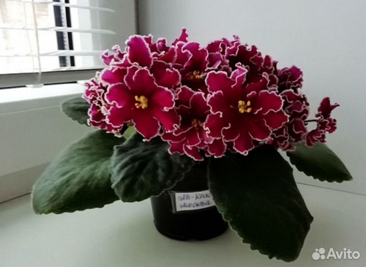 Фиалка сортовая