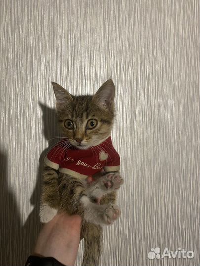 Кошка в дар