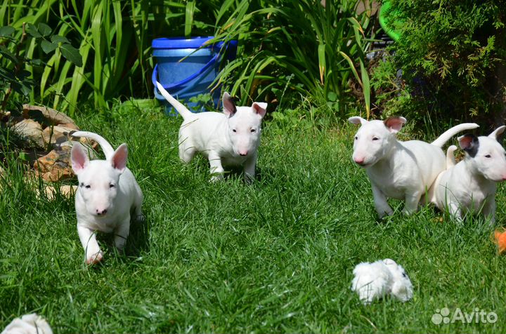 Щенки бультерьера стандартного
