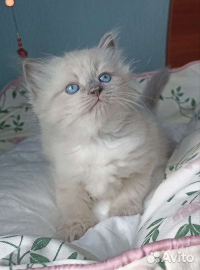 Котята сибирячки из самого сердца Сибири