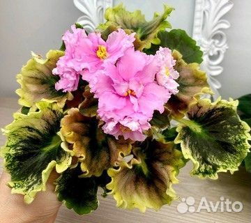 Фиалка (листы на срез)