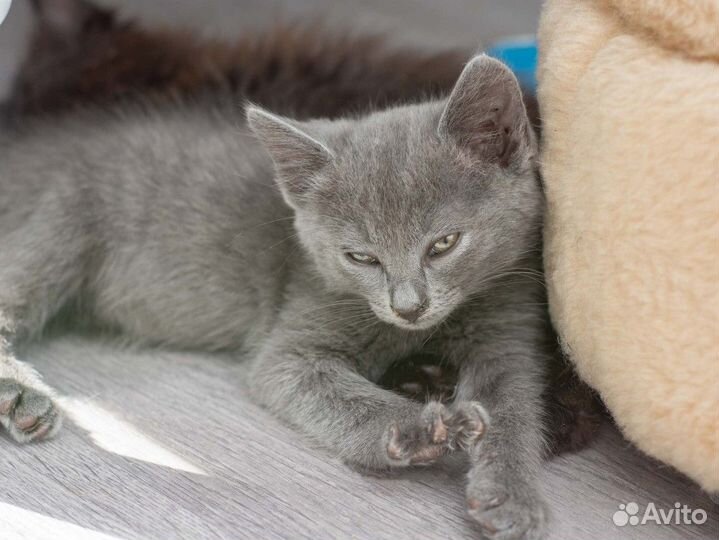Голубая кошка котёнок ищет дом