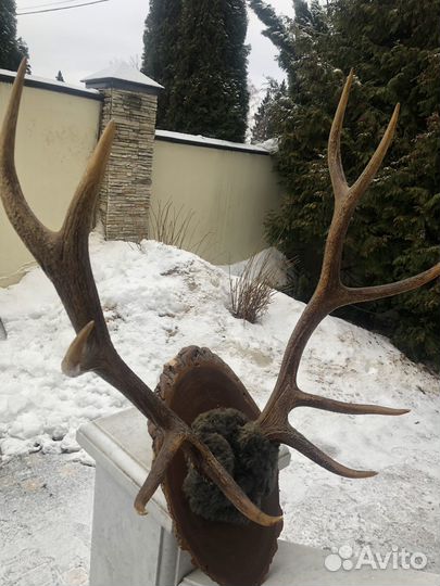 Рога изюбря