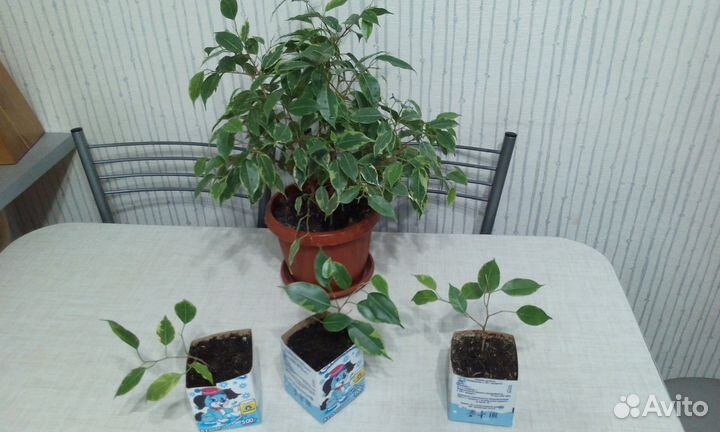 Спатифиллум Уоллиса, фикус Бенджамина и кислица