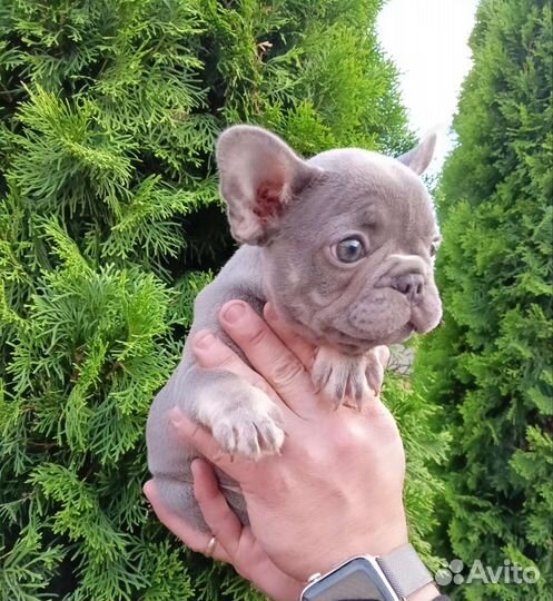 Лиловый француз мини