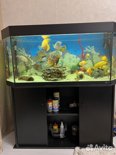 Аквариум с тумбой juwel 270 литров