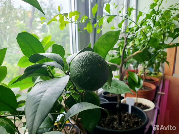 Плодоносящие цитрусовые растения