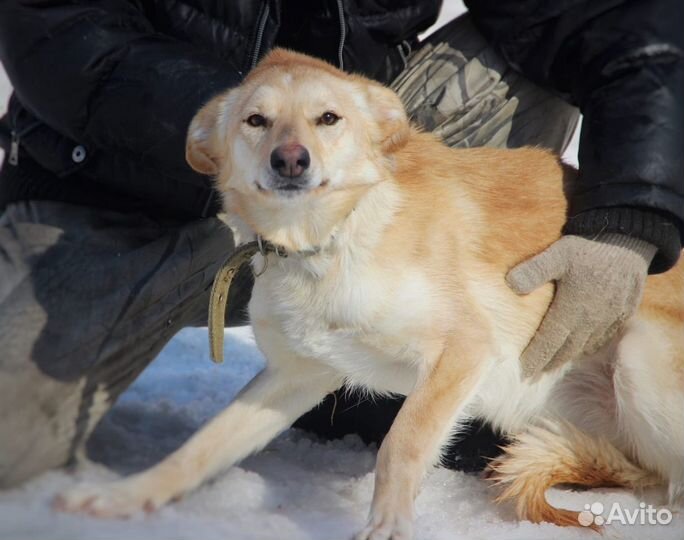 В добрые руки