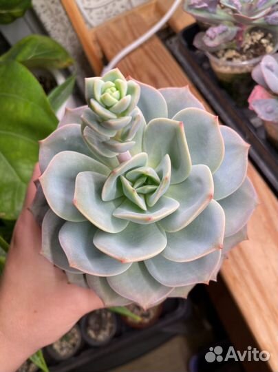 Суккуленты эхеверия