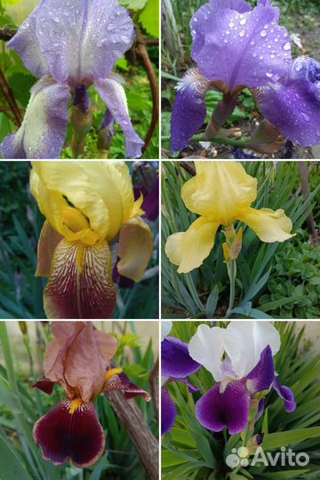 Многолетники садовые