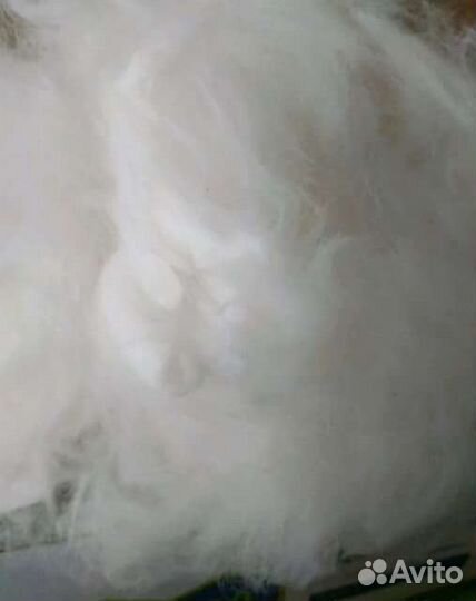 Продам собачью шерсть