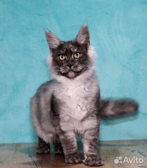 Черный дымный котик