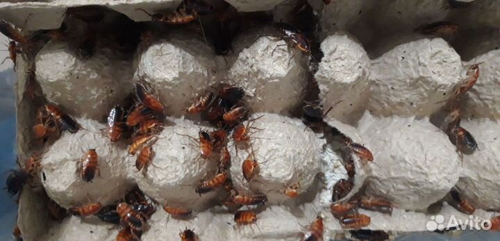 Кормовые насекомые. Тараканы туркменские