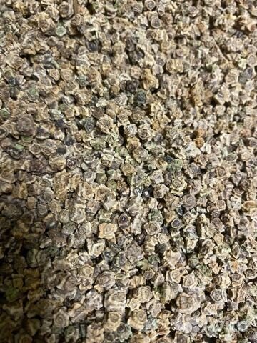 Свекла кормовая Бригадир (семена) Германия