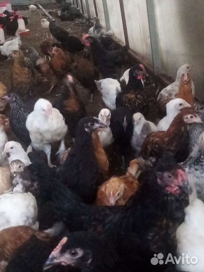 Цыплята несушки