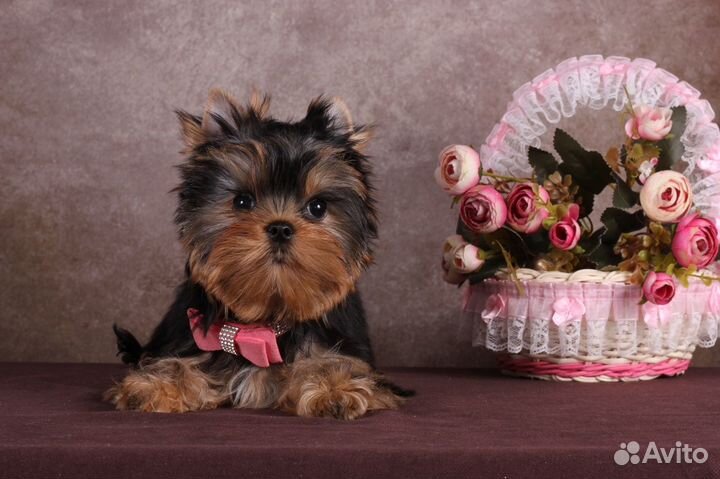 Йоркширского терьера мелкая курносая Адель РКФ