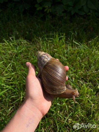 Улитка ахатина