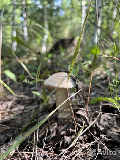 Подберезовики грибы