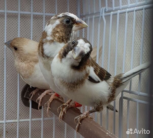 Японские амадины