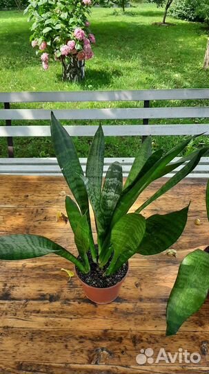 Сансевиерия муншайн