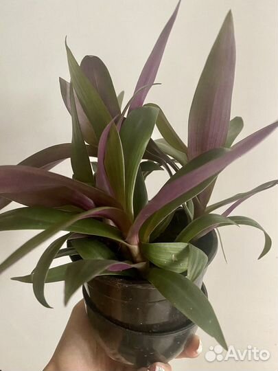 Традесканция ампельная Рео