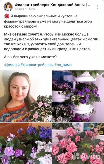 Ампельные и кустовые фиалки-трейлеры