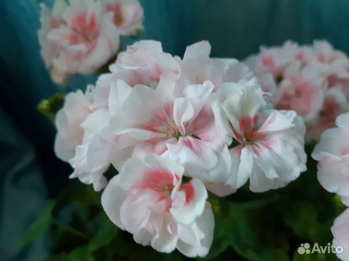 Герань пеларгония сортовая,карликовая Twudees