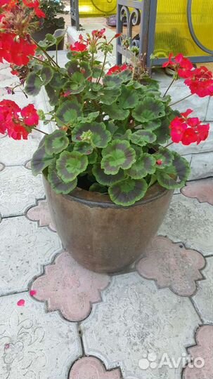 Вазон бетонный Бонсай