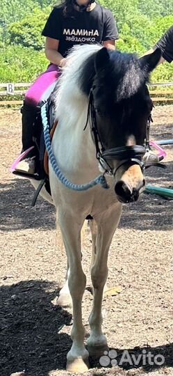 Кобыла 117 в детский спорт пони