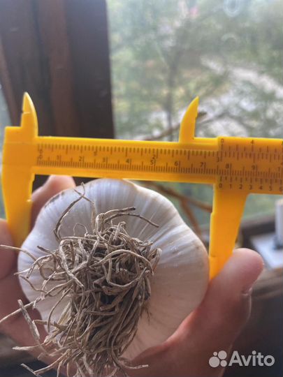 Чеснок Любаша