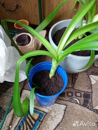 Комнатные цветы