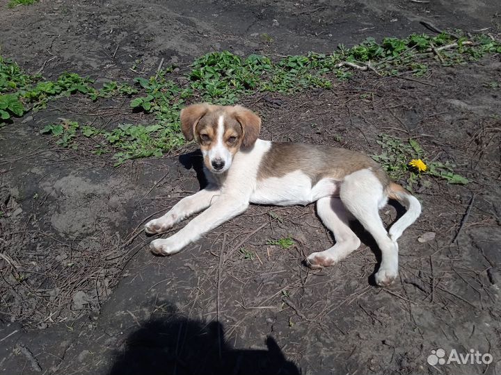 Продам щенков маленькой собачки