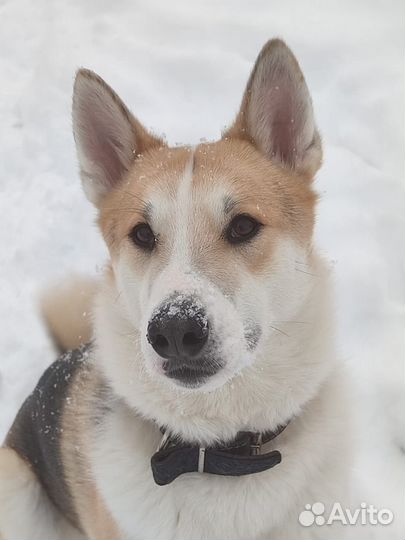 Собака в дар в добрые руки