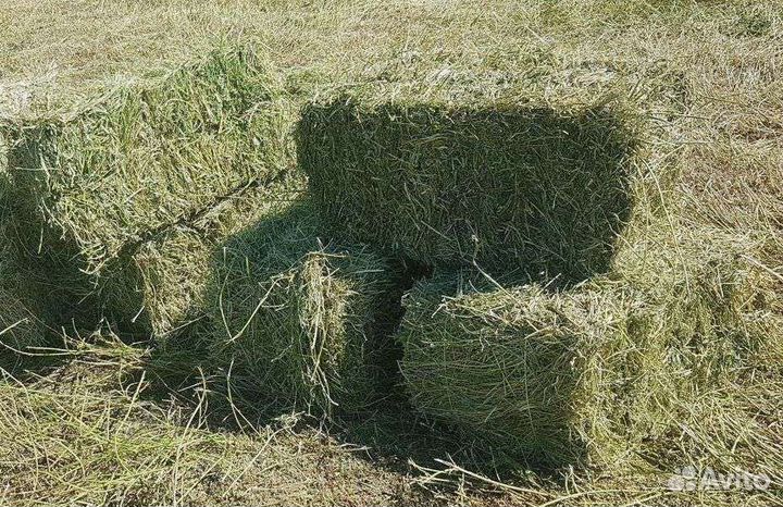 Сено эспарцет в тюках