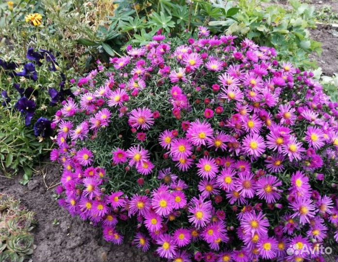 Астра осенняя, Гелениум, Ромашка канадская